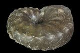 Unusual, Triassic Ammonite (Ceratites) Fossil - Germany #92585-1